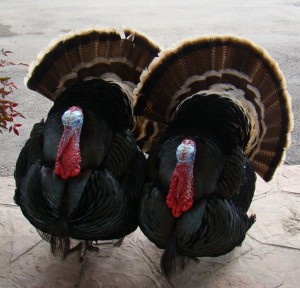 Two male turkeys standing side by side on a stone patio