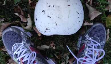 a Giant Puffball Mushroom, Calvatia gigantean, also know as Volleyball Mushroom in between a purple sneakers.