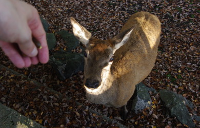 a hand with grain feeding deer