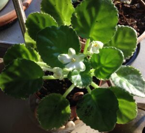 a white flowering African violet called Frozen in Time