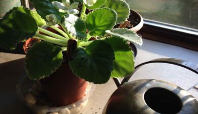 A pot of Frozen in Time African Violets next to a small brass watering can on a windowsill.