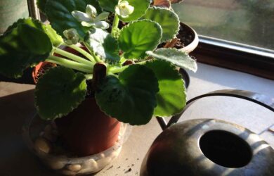 A pot of Frozen in Time African Violets next to a small brass watering can on a windowsill.