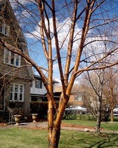 Yellow Birch tree in winter with a golden tan trunk