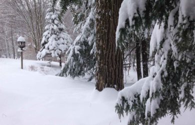 a snow scene with a bird house and hemlocks covered with snow