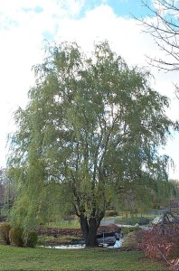 picture of a large weeping willow next to a pond