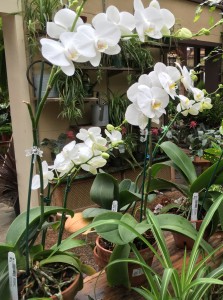 Mary Stone, Garden Dilemmas, Ask Mary Stone,Gardening tips, Garden Blogs, Stone Associates Landscape Design, Garden Blog,Northern New Jersey Landscape Designer,Orchids, Moth Orchid