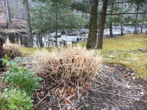 An dry ornamental grass cut down in front of a brook