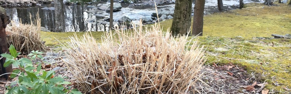 An dry ornamental grass cut down in front of a brook