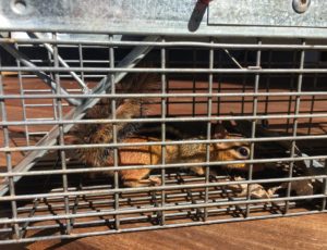 a chipmunk in a have a heart trap that looks like a metal cage. 