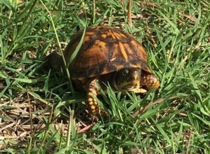 a brown box turtle walking in grass