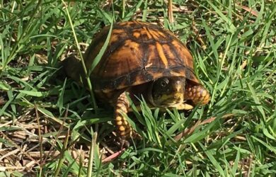 a brown box turtle walking in grass