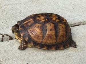 brown box turtle on concrete walkway