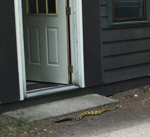 A rattlesnake basking in front of an open door of a camp Dining Hall. 