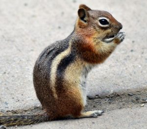 a side view of a chipmunk on a grey patio.