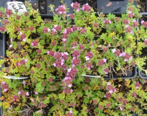 a lime green low growing groundcover with pink flowers