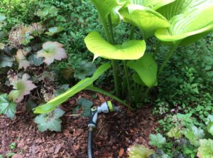 a hose with a sprinkler on soaker mode watering new plant babies in a garden.