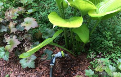 a hose with a sprinkler on soaker mode watering new plant babies in a garden.