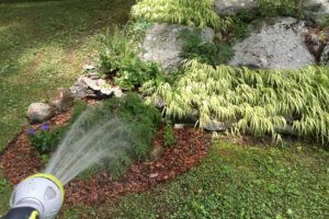 Mary Stone, Garden Dilemmas, Ask Mary Stone,Gardening tips, Garden Blogs, Stone Associates Landscape Design, Garden Blog,Northern New Jersey Landscape Designer, Watering protocol, zero-scaping, xeriscaping, drought tolerant, smart-scaping
