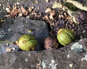 two shagbark hickory nuts in green husks next to a brown shagbark hickory nut.
