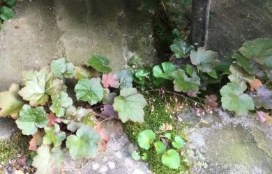 Purplish-green foliage of coral bells in joints of the stone patio.