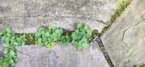 Baby Lady's mantle tucked between stone patio joints