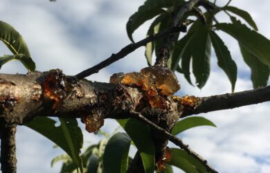 Amber-colored gum oozing from a wound on a peach tree branch