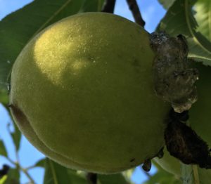 A peach growing on a peach tree