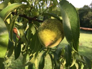 Grayish spots on peach fruit showing possible peach scab