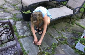Mary Stone, Garden Dilemmas, Ask Mary Stone,Gardening tips, Garden Blogs, Stone Associates Landscape Design, Garden Blog,Northern New Jersey Landscape Designer, planting in nooks and crannies, Ajuga reptans 'Silver Beauty', Thymus 'Pink Chintz’, Wells Sweep Herb Farm, weeding undesirables