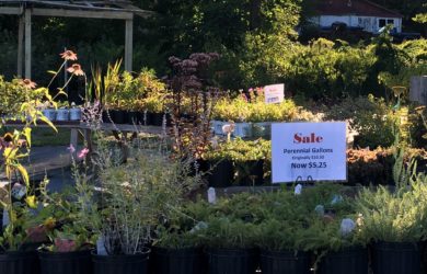a table of plants in front of a gazebo at Race Farm Market
