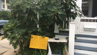 a fig tree next to a house with a yellow sign offering free figs. But don't be a fig pig.