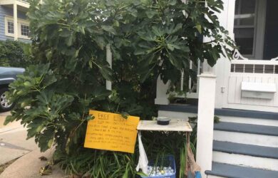 a fig tree next to a house with a yellow sign offering free figs. But don't be a fig pig.