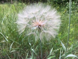 A giant puff of what looks like dandelion seeds but may be allium seeds. 