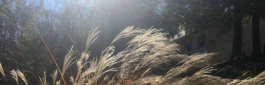 Dry Miscanthus wiht the sun gleaming through the seeds.