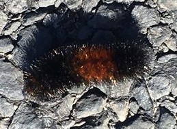 Here's a September 12th woolly bear