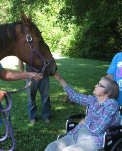 An elderly woman in a wheel chair petting a brown horse. 