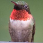 a humming bird with a red chest sitting on a railing