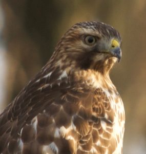 a portrait of a Red-Shouldered Hawk wiht reddish-brown feathers and golden eyes
