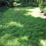 A lawn of Carex pennsylvanica looking like waves grass in August.