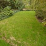 a field of native Carex pennsylvanic that looks like a lawn.a