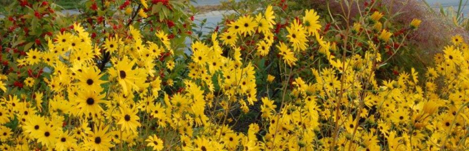 Bright yellow daisy-like flowers of Swamp Sunflower near a lake.