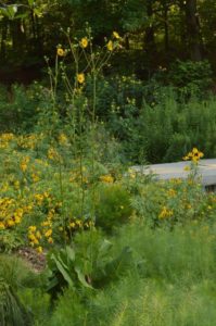a patch of tall grass with pops of yellow flowers from native Prairie Dock.