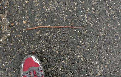 an earthworm on the road with a maroon sneaker