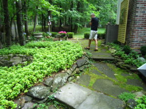 a man walking along a mossy stone patio riddled with ants. 