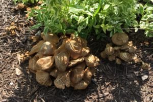 A variegated shrub with a colony of beige mushrooms in mulch underneath.