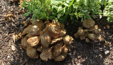 Mary Stone, Garden Dilemmas, Ask Mary Stone,Gardening tips, Garden Blogs, Stone Associates Landscape Design, Garden Blog, Mushrooms in Mulch