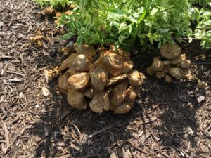 Mary Stone, Garden Dilemmas, Ask Mary Stone,Gardening tips, Garden Blogs, Stone Associates Landscape Design, Garden Blog, Mushrooms in Mulch