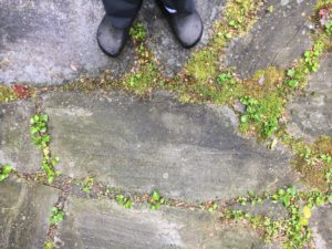 a stone patio stained with black mildew