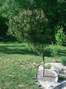 Mary Stone, Garden Dilemmas, Ask Mary Stone,Gardening tips, Garden Blogs, Stone Associates Landscape Design, Garden Blog, Resilient Red Maple, Tree Sealer, Planting on a hill