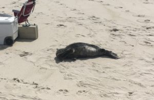 A seal pup surprise lying in the sand on a beach